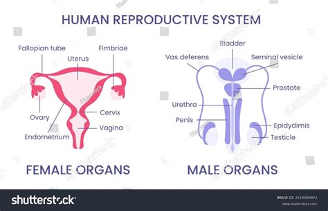 Anatomical Illustration Female Male Reproductive System Stock Vector