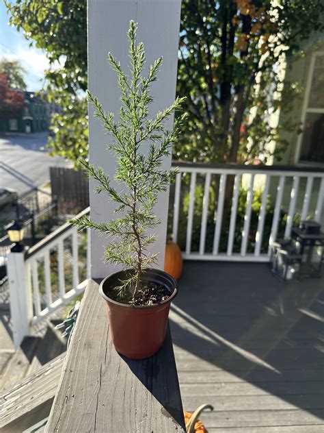 Conifer Seedling Rplantidentification