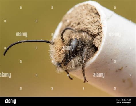 Orchard Mason Bee High Resolution Stock Photography And Images Alamy