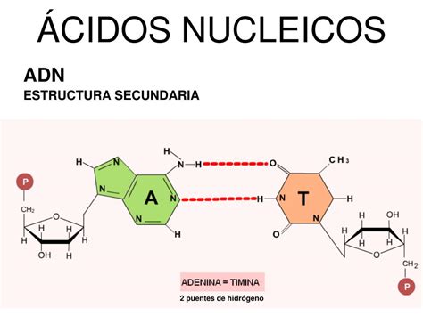 PPT UNIDAD 7 ÁCIDOS NUCLEICOS PowerPoint Presentation free download