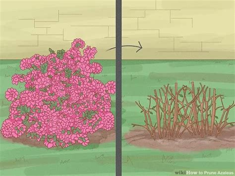 How To Prune Azaleas 8 Steps With Pictures Artofit