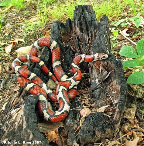 Red Milk Snake