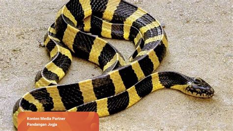 Ular Warna Kuning Hitam 48 Koleksi Gambar