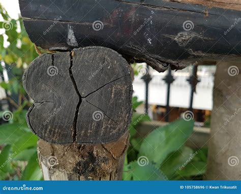 Old Rotten Tree Stumpautumn Mood Stock Photo Image Of Detail Circle