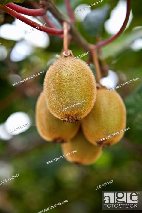 Actinidia chinensis, Stock Photo, Picture And Rights Managed Image. Pic ...