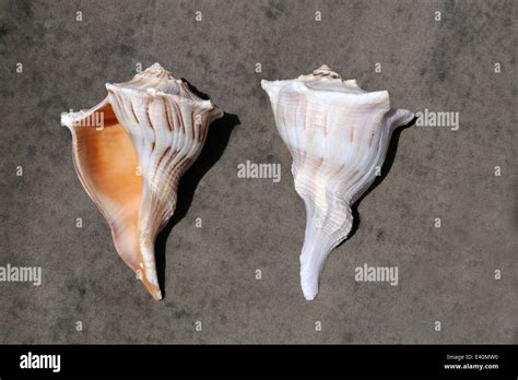 Whelk shell hi-res stock photography and images - Alamy