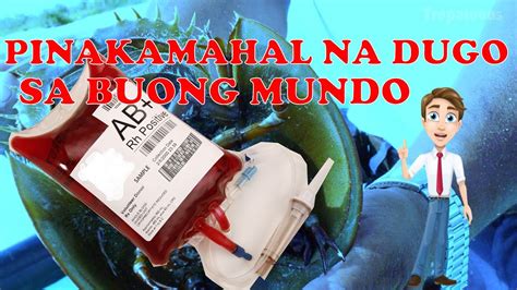 PINAKAMAHAL NA DUGO SA BUONG MUNDO YouTube