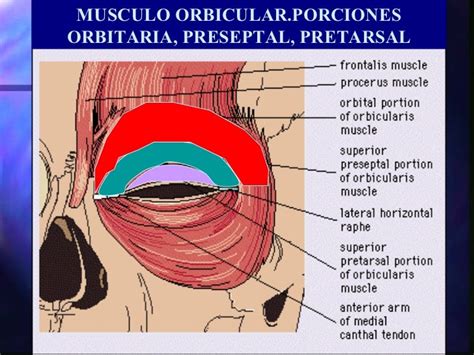 Anatomia Del Ojo