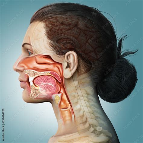 D Rendered Medically Accurate Illustration Of Female Trachea And