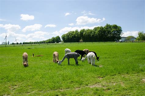 Alpakas Vom Ellertal • Zoo Tierpark