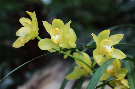 Flores Amarillas De La Orquídea Del Cymbidium Foto de archivo Imagen