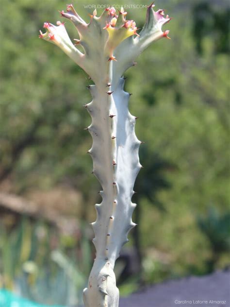 Euphorbia Lactea White Ghost World Of Succulents