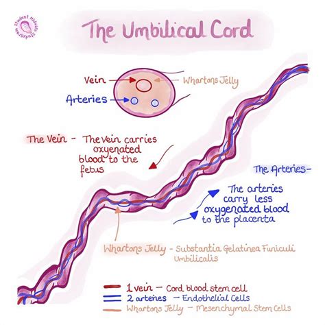 Anatomy Of Umbilical Cord