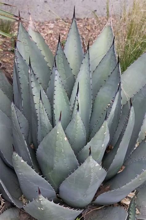 Havard Agave Plant Care And Growing Basics Water Light Soil