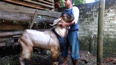 Review Of Ternak Kambing Domba Gibas Ideas Peternak Indonesia