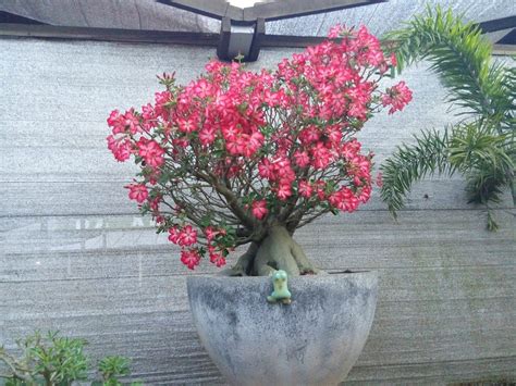 Desert Rose Bonsai Tree Care Guide Adenium Obesum Bonsai Tree Gardener