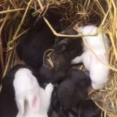 Un agriculteur a trouvé des chiots nouveau nés dans un champ après