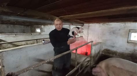 У ВСІХ свині рівні і в 6 міс 170 кг//У мене одного питання,а де ...