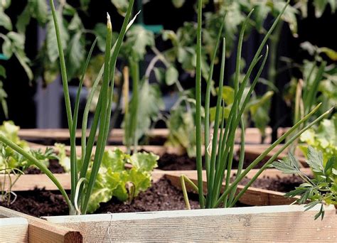 Les Bonnes Associations Au Potager