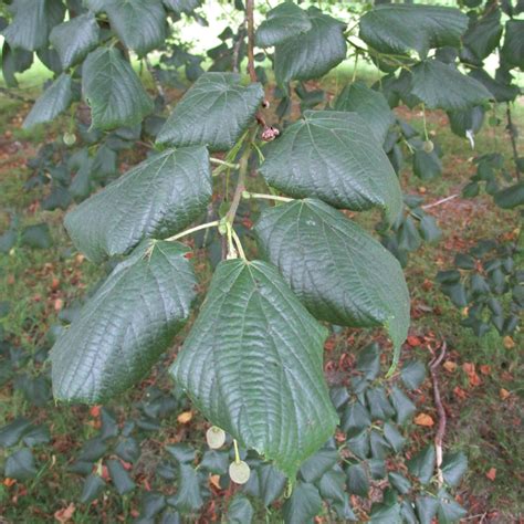 Tilia Platyphyllos In Cathays Cemetery