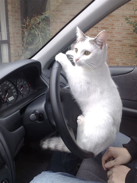 Cat Driving The Car O By Andrew 89 On Deviantart