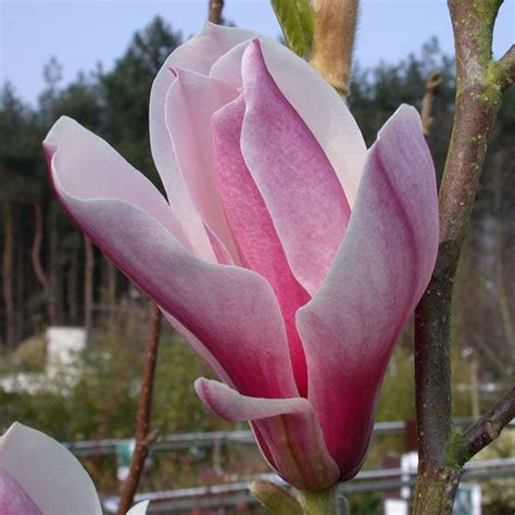 MAGNOLIA RED LUCKY Houtmeyers Plantencentrum En Boomkwekerij Laakdal