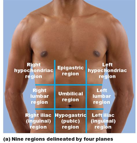 Anatomical Position Quadrants This Is Often Covered Early In Your