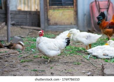 Poultry Yard Naked Neck Breed Chicken Stock Photo Shutterstock