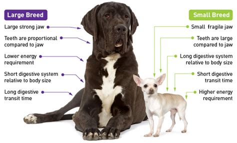 5 Key Differences Training Small Dog Vs Large Dog