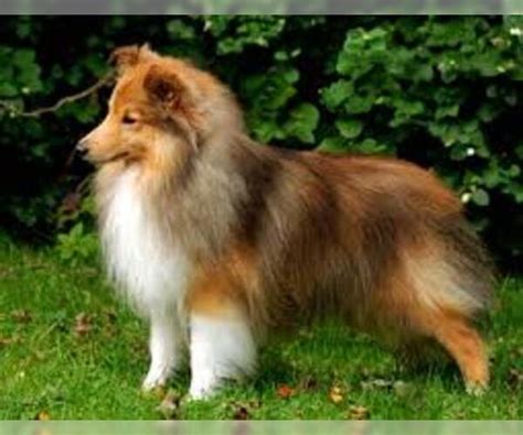 Shetland Sheepdog Breed Information and Pictures on PuppyFinder.com