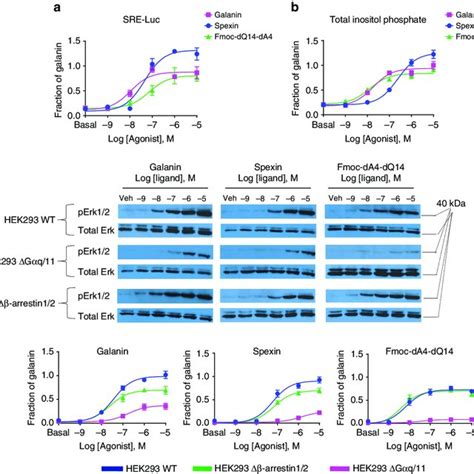 Design Of Nluc β Arrestin2 Flash Bret Conformational Biosensors And Download Scientific Diagram