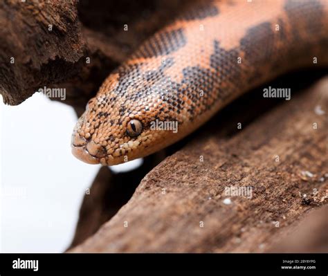 Kenyan Sand Boa Hi Res Stock Photography And Images Alamy