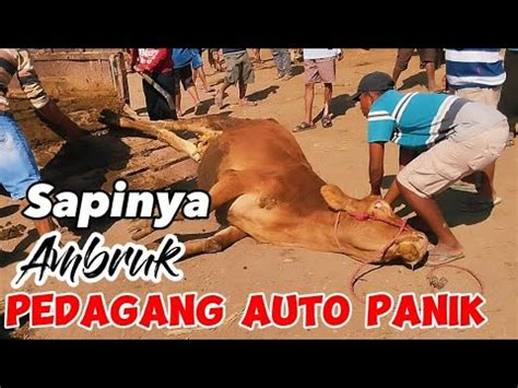 Sapi Ambruk Bikin Pedagang Emosi Takut Rugi Youtube