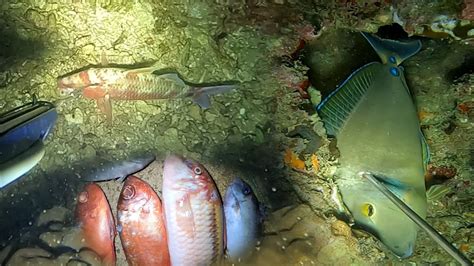 Ep Night Spearfishing Philippines Na Miss Ako Ng Mga Isda Kaya