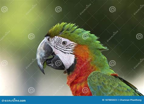 Gros Plan Haed De L Ara Rouge Et Vert Image Stock Image Du Oiseau