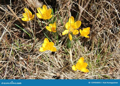 Yellow Flowers And Dry Grass Stock Image Image Of Grow Closeup 139904005