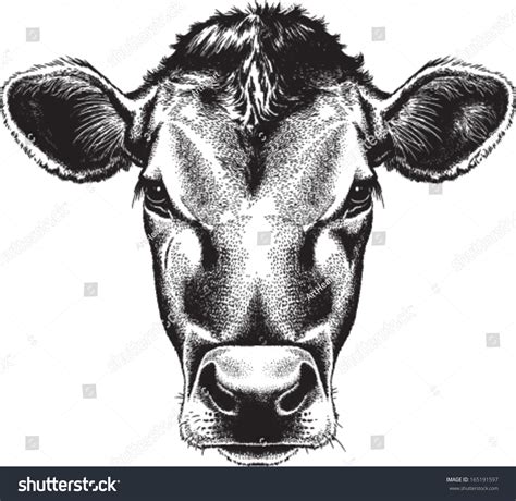 Cattle Head Drawing