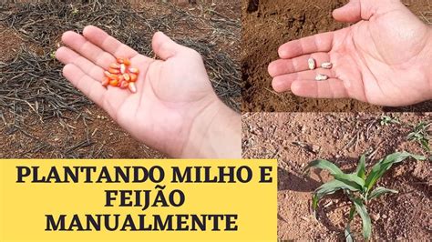 Como Plantar Milho E Feij O Manualmente Youtube