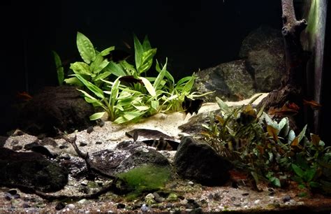 Best Information About Biotope Aquarium Basic Tips Guide