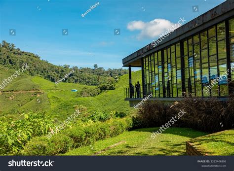 Cameron Highlands Malaysia Boh Tea Stock Photo