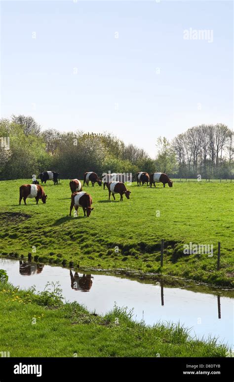 Dutch Belted or Lakenvelder cows - an old and rare breed of Dutch dairy ...