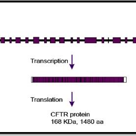 Characteristics of CFTR gene. | Download Scientific Diagram