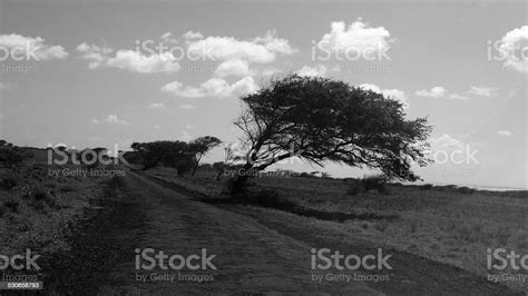 Black And White Landscape Wind Blown Tree Hawaii Stock Photo Download