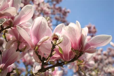 Magnolie Richtig Pflegen