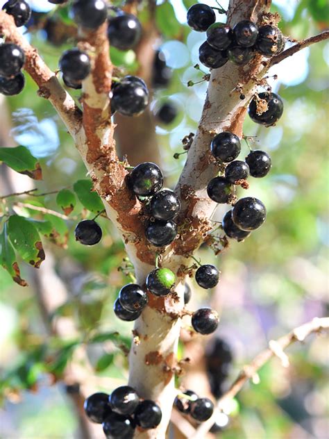 Brazilian Grapetree Myrciaria Jaboticaba Urban Tropicals