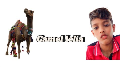 Camel Aur Dumba Lelia Mandi Loat Li Mughees Baig Vlogz YouTube