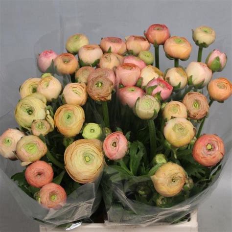 Ranunculus Elegance Salmon Ex 40cm Wholesale Dutch Flowers And Florist