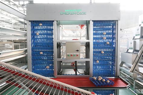 Automatic Egg Collection System Poultry Egg Collection Machine