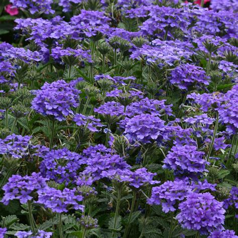 Verbena Verdego