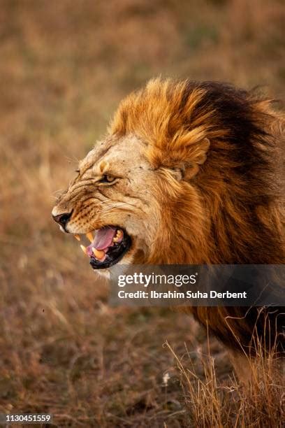 185 Lion Fur Texture Stock Photos High Res Pictures And Images